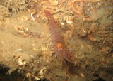 Largs 021.jpg